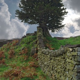Tree and Wall